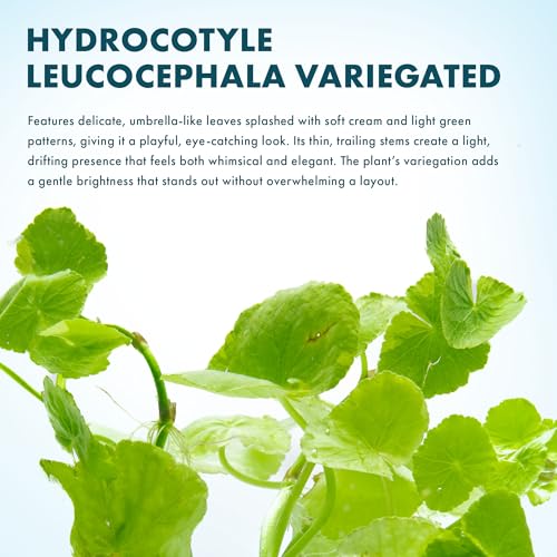 Live Aquarium Stem Plants (Pot - 1 Pack / Hydrocotyle Leucocephala Variegated)