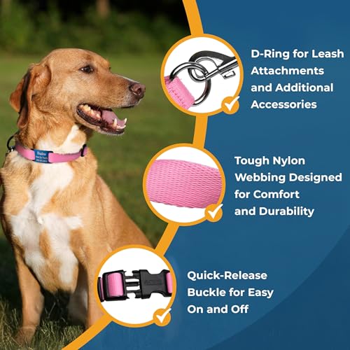 Dog Collar with Personalized Nameplate (Classic / X-Small (Pack of 1))