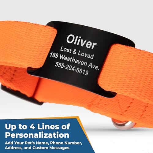 Reflective Dog Collar with Personalized Nameplate (Reflective / X-Small (Pack of 1))