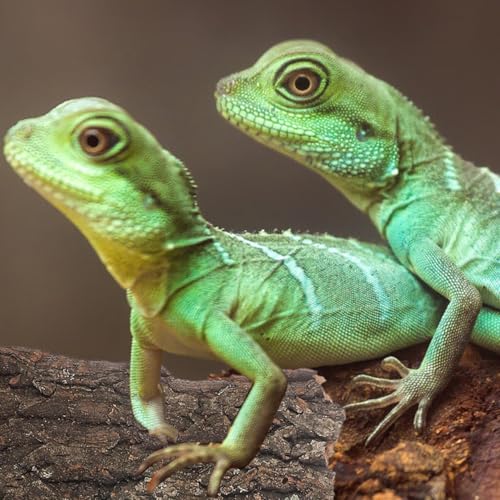 Tree Bark Reptile Climbing Decor Reptile Hide Terrarium Decor
