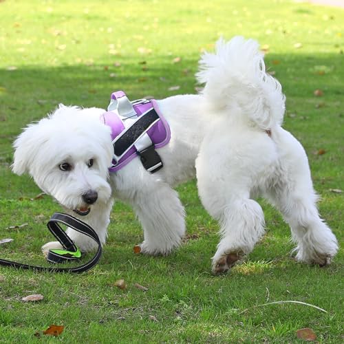 Dog Harness No (X-Small (Pack of 1) / Lavender)