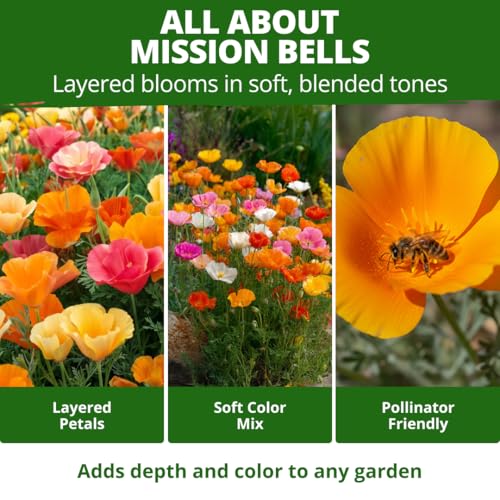 Mission Bells Poppy 6000 Flower Seeds Eschscholzia californica