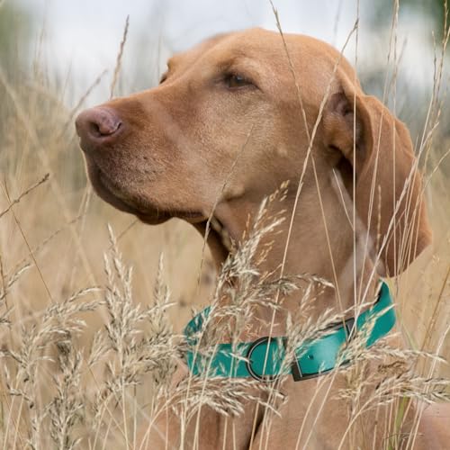 Biothane Waterproof Dog Collar Strong Coated Nylon Webbing with Black Hardware Odor (W5/8" x L12-15" / Blue Aqua)
