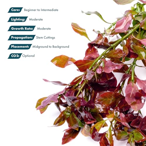 Live Plant Ludwigia Ovalis (Lead Bunch - 1 Pack / Ludwigia Ovalis)
