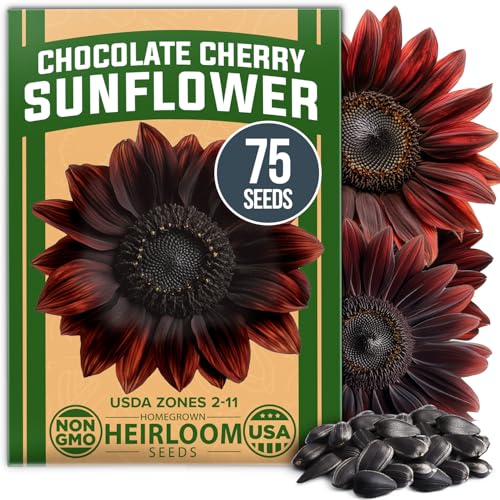 Chocolate Cherry Sunflower Seeds