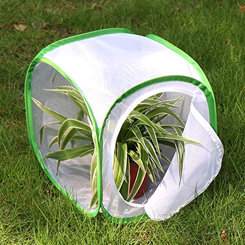 Insect and Butterfly Habitat Cage Terrarium Pop (White With Green / 12 x 12 x 12 inches)