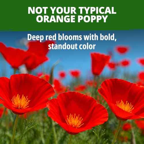 Red Chief Poppy 22