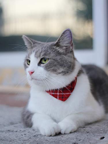 Puppy Collars for Small Dogs (Bandana-Red)