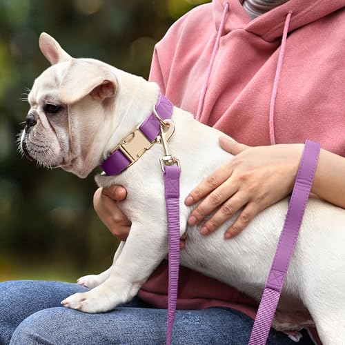 Soft PU Leather Dog Collar (L: Fit 16-27" Neck(55-110 lbs) / Purple)