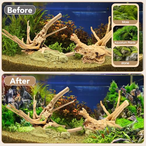 Natural Large Spiderwood Driftwood for Aquarium Decor Rptile Fish Tank Decoration Assort Branch 11 (Spiderwood 11 to 14 Inch (Pack of 2))