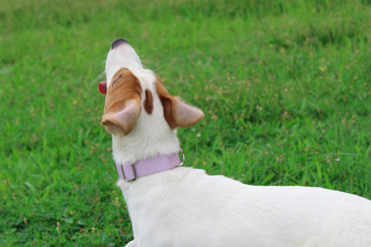 Nylon Dog Collar with Quick Release Buckle Soft Adjustable Sturdy for Small Medium Large Dogs Violet (Violet / L：17.5"-25.5")