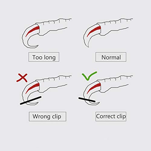 Bird Nail Clippers with Grinding Nail Scissors Tool Pet Parrot Claw Care (S / Blue)