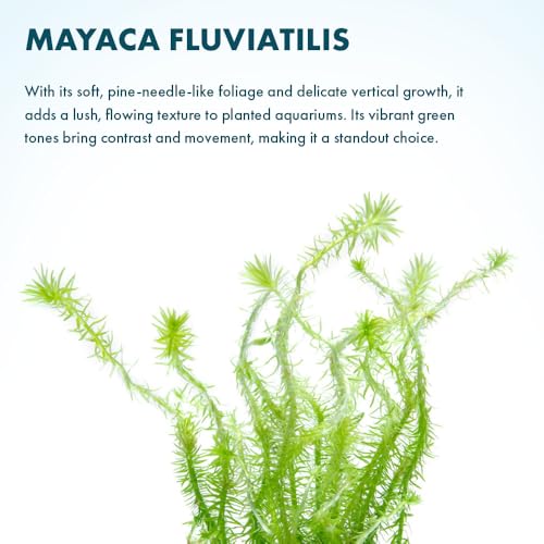 Live Aquarium Stem Plants (Lead Bunch - 4 Pack / Mayaca Fluviatilis)