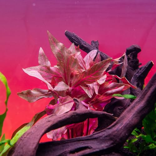 Live Aquarium Red Stem Plants (Lead Bunch - 1 Pack / Alternanthera Rosanervig)