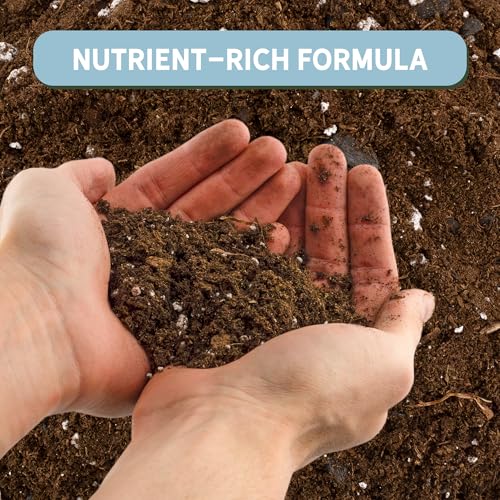 Money Tree Soil (4 Quarts)