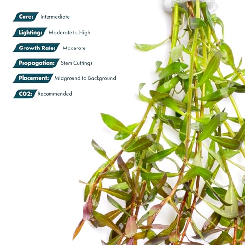 Live Aquarium Stem Plants (Lead Bunch - 1 Pack / Ludwigia Arcuata)
