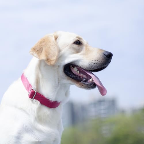 Pink Dog Collar for Medium Dogs (Medium / Rose Red)