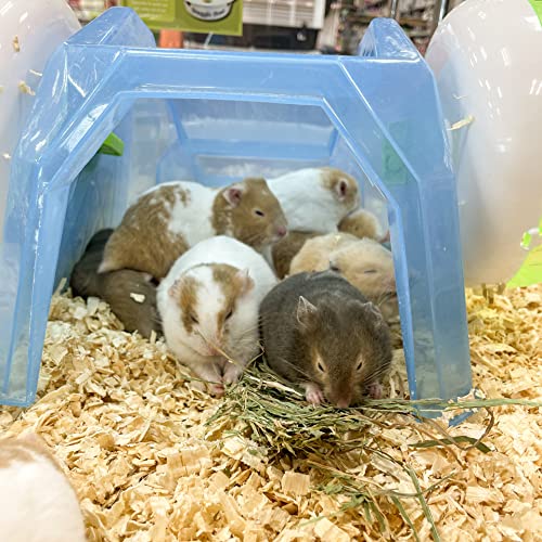 Organic Oat Hay for Small Pets (15 Ounce (Pack of 1))
