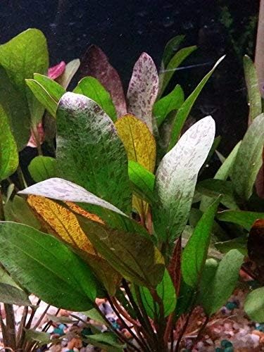 Potted Live Aquarium Plants (Red Flame Sword)