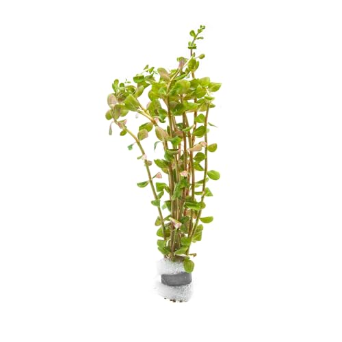 Live Aquarium Stem Plants (Lead Bunch - 1 Pack / Rotala H'Ra)