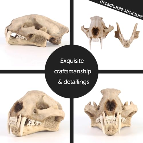 Aquarium Décor Cave Decorations Fish Hideout Betta Tarantula Reptile Snake for Terrarium Ornament Dinosaur Animal Skull Large Bones Halloween (Leopard)