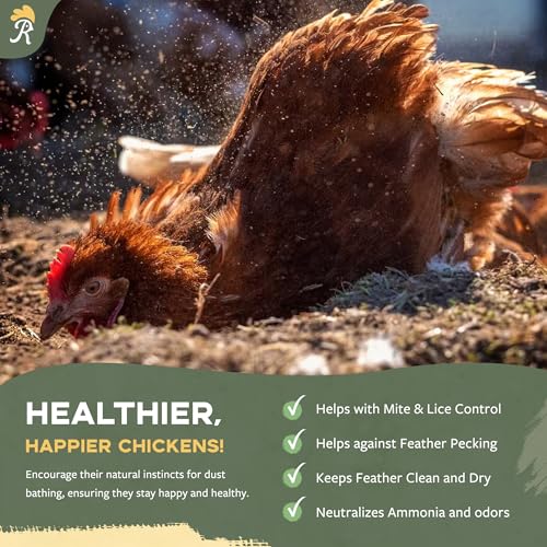 Chicken Dust Bath