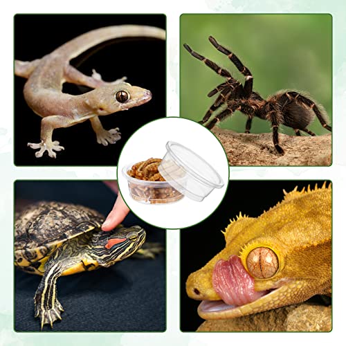 500 Pcs Reptile Food Cups Plastic Feeder Bowls for Gecko (0.5oz)