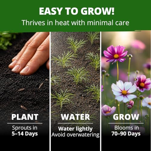 Cosmos Candystripe 600 Flower Seeds Cosmos bipinnatus