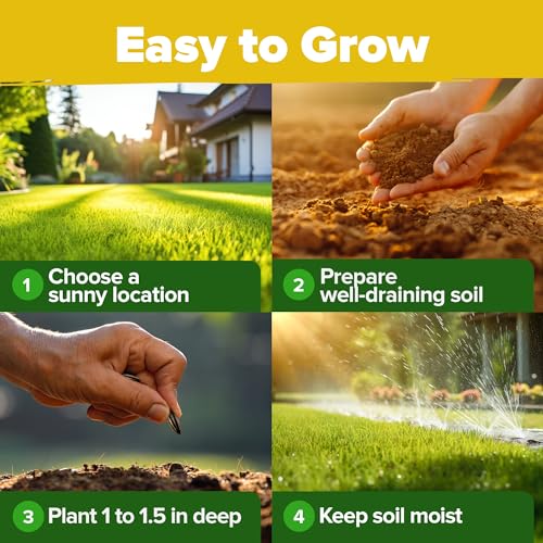 Sunflower Mix Seeds