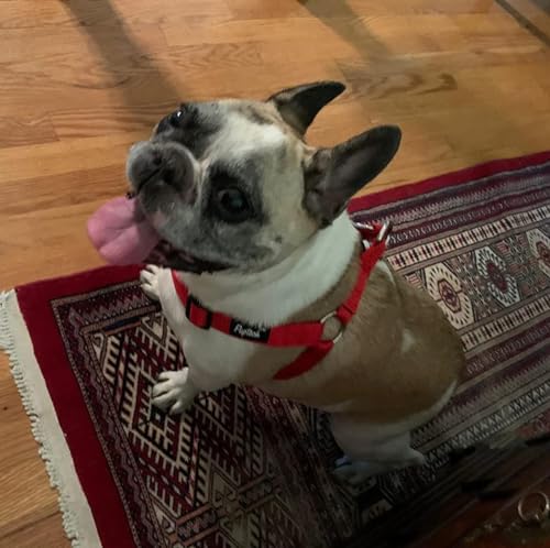 No Pull Dog Harness Medium Sized Step (Red / Medium)