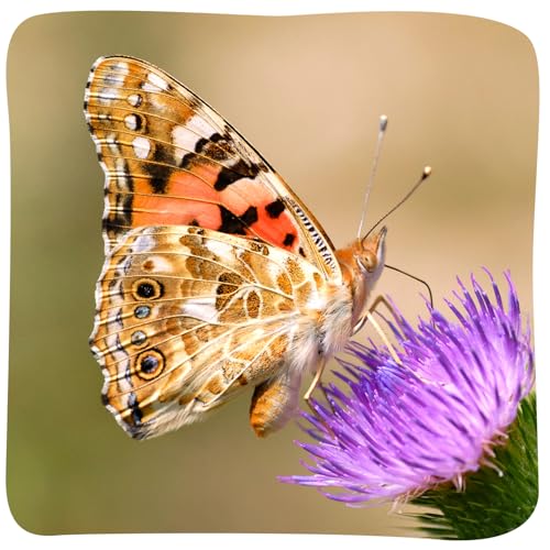 Butterfly Garden Kit with Live Caterpillars (As Seen On TV)