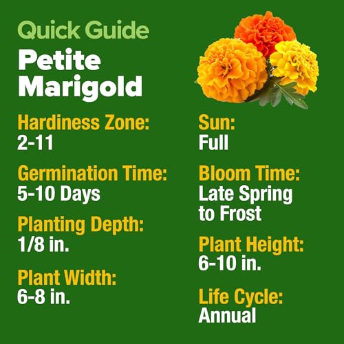 Petite French Marigold Seeds