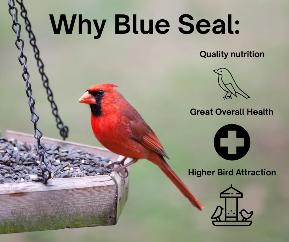 Nature's Choice Wild Bird Seed (8 Pound (Pack of 1))