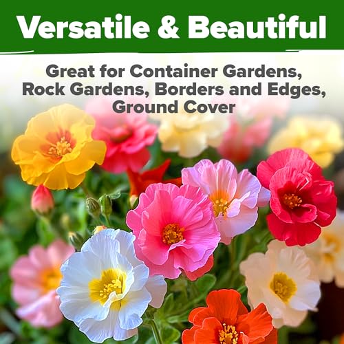 Moss Rose Portulaca Seeds