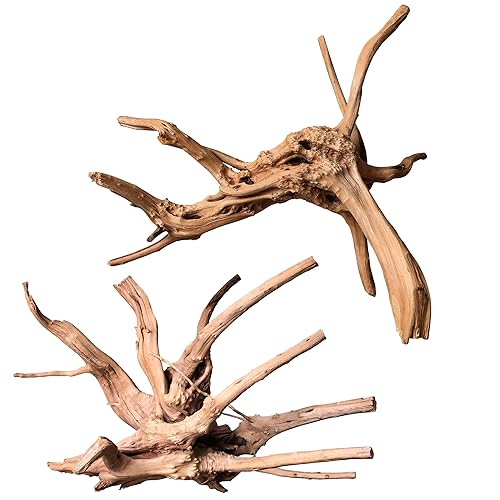 Natural Large Driftwood for Aquarium Decor Reptile Decor (Spiderwood 11 to 14 Inch(Pack of 2))