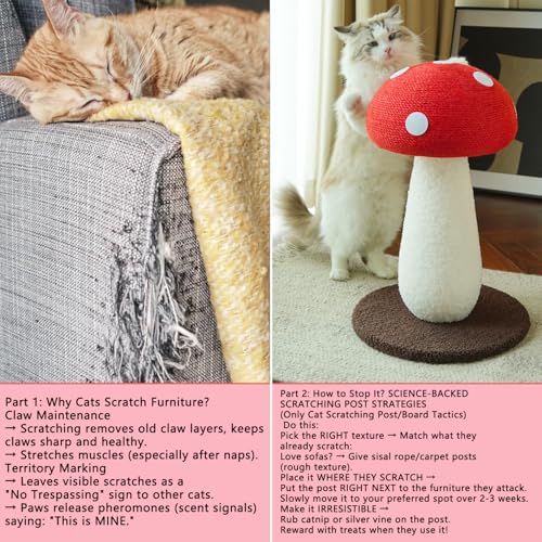 Whimsical Mushroom Scratcher (Red / Medium)