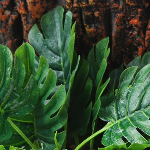 Reptile Plants (Monstera)