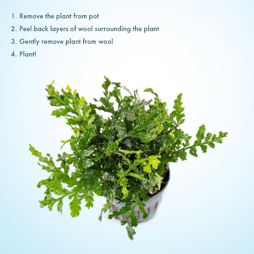 Mini Bolbitis Baby Leaf (Pot - 1 Pack / Bolbitis Mini)
