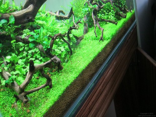 Foreground Potted Live Aquarium Plants (Potted Monte Carlo)