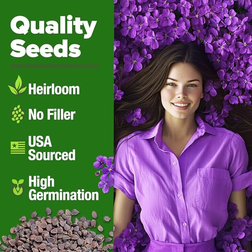 Aubrieta Rock Cress Purple Seeds