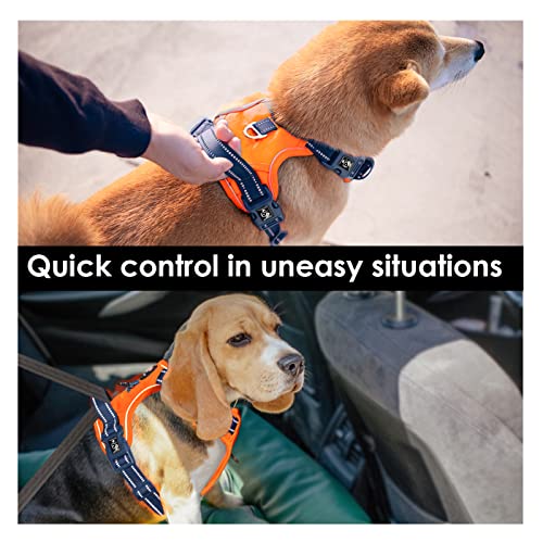 No Pull Dog Harness (Orange Base & Blue Straps / Large)