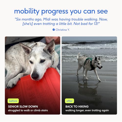 Hip & Joint Advanced Care Dog Joint Supplement Powder for Mobility & Movement Support (30 Count)