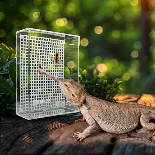 Bearded Dragon Feeder