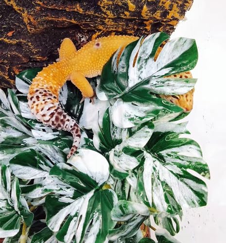 Reptile Plants for Terrarium (Monstera)