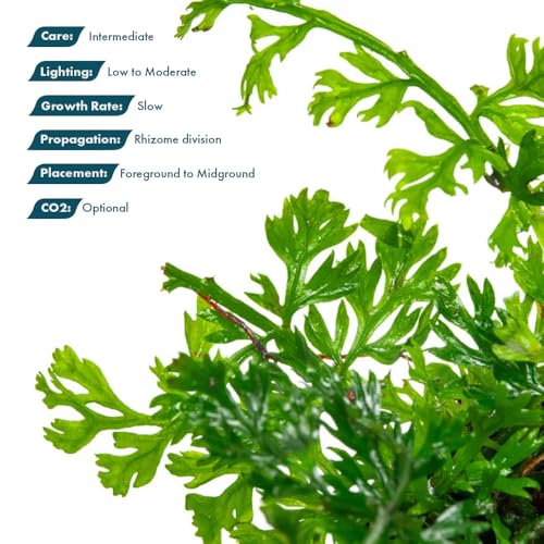 Mini Bolbitis Baby Leaf (Pot - 1 Pack / Bolbitis Mini)