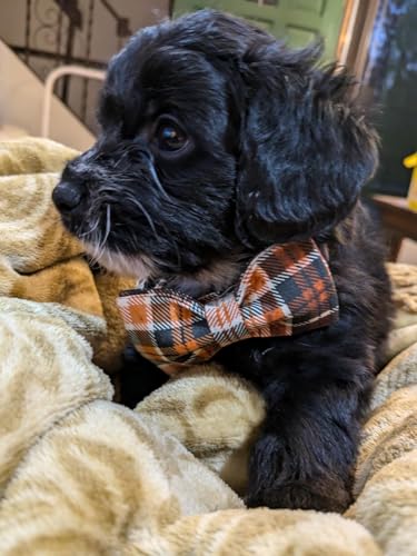 Halloween Dog Collar with Bowtie (A:O&B Grid / Small (Pack of 1))