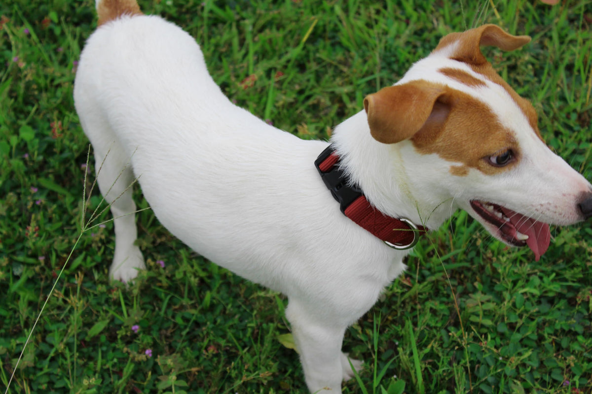 Nylon Dog Collar with Quick Release Buckle Soft Adjustable Sturdy for Small Medium Large Dogs Brick (Brick / M：13"-20")