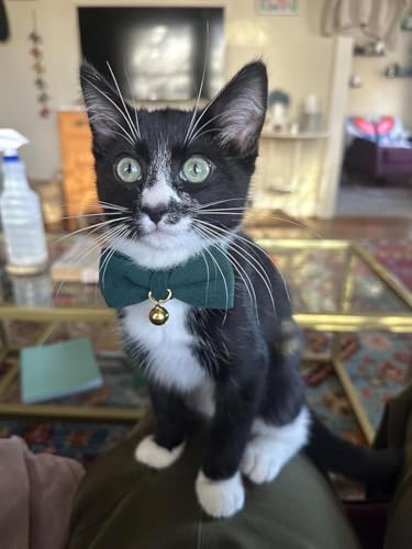 2 Pack Soft Corduroy Cat Collars with Bow Tie & Bell Adjustable Breakaway Kitten Bowtie Collar for Girl Boy Cats (S:Neck 7.0" - 11.0" / Corduroy-Orange Green)