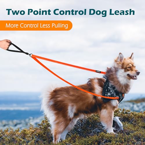 Two Point Control Dog Leash (Orange)