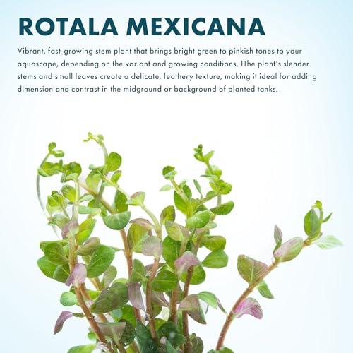 Live Plant Rotala Mexicana (Lead Bunch - 1 Pack / Rotala Mexicana)